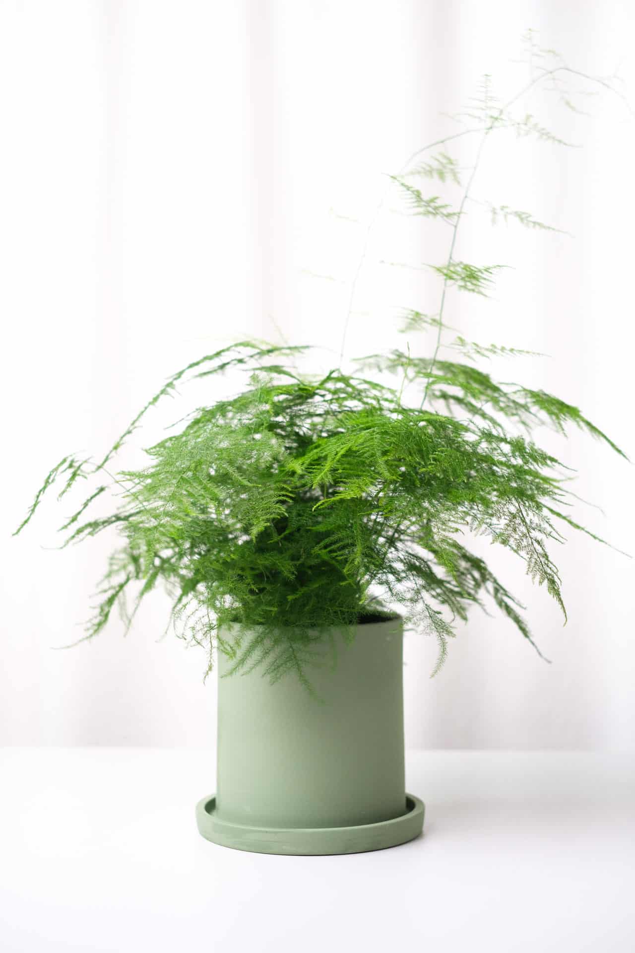 Asparagus Fern - Image 5