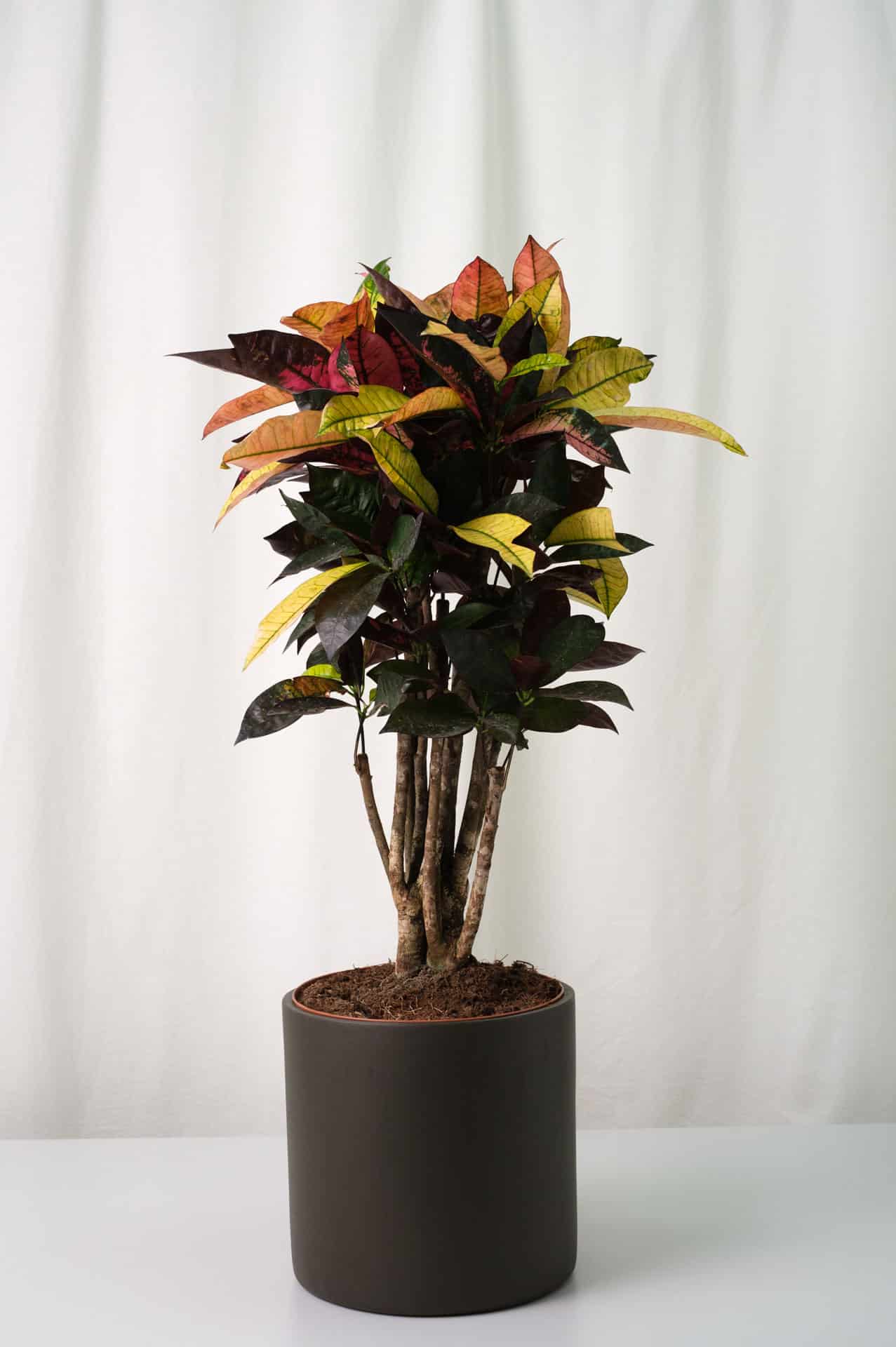 Croton Mrs. Iceton - Image 3