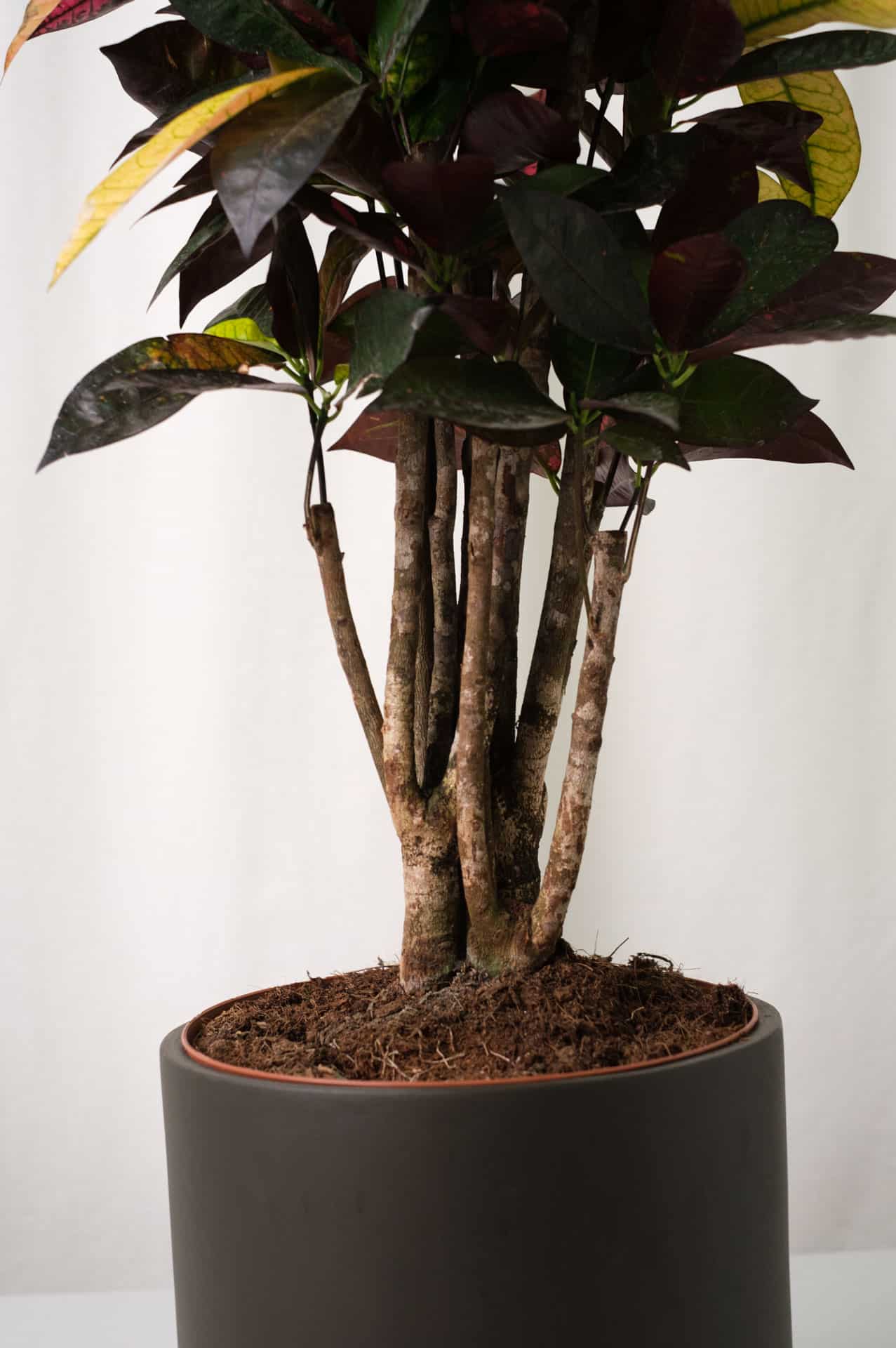 Croton Mrs. Iceton - Image 4