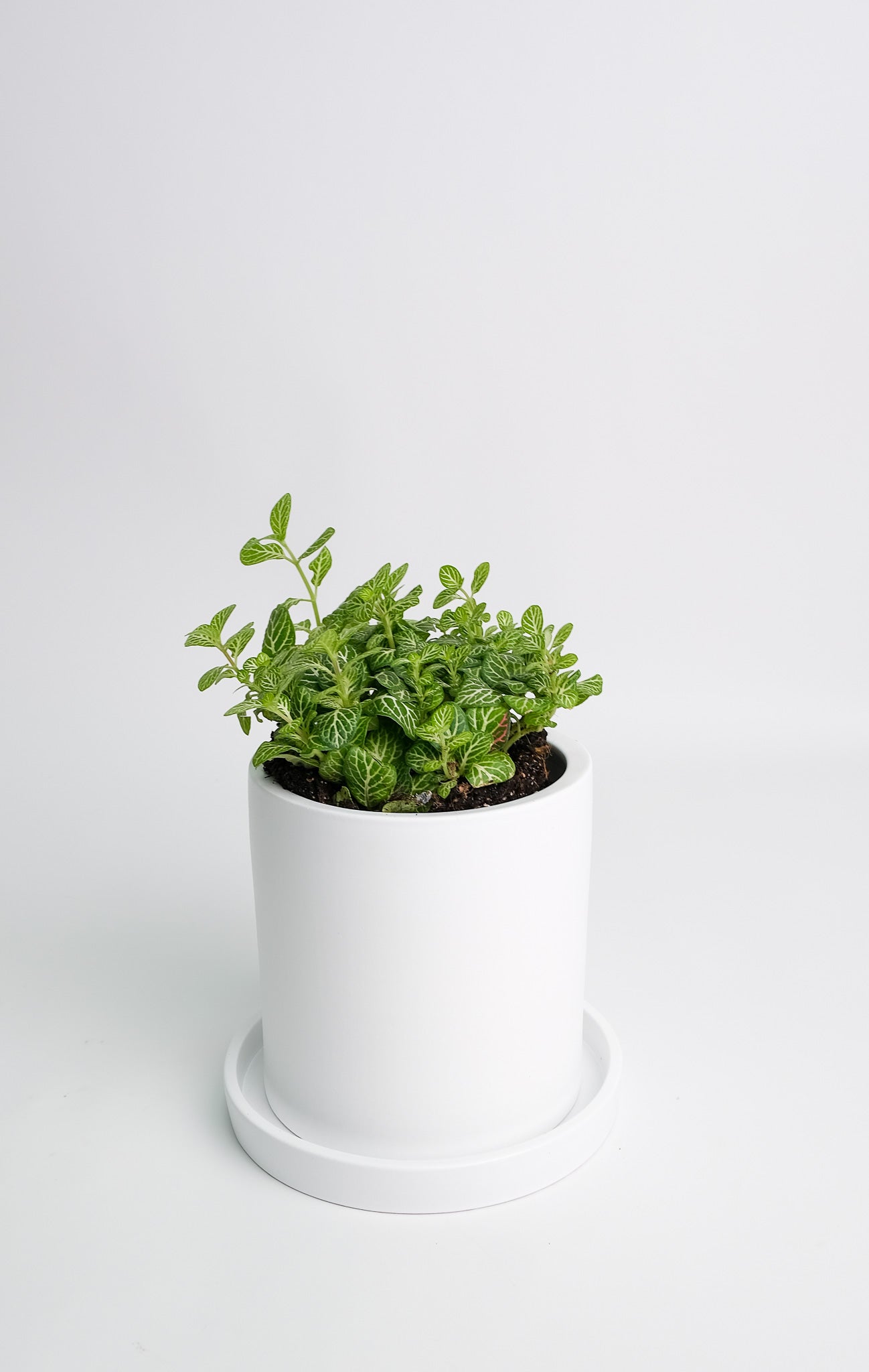 Fittonia mix - Image 11