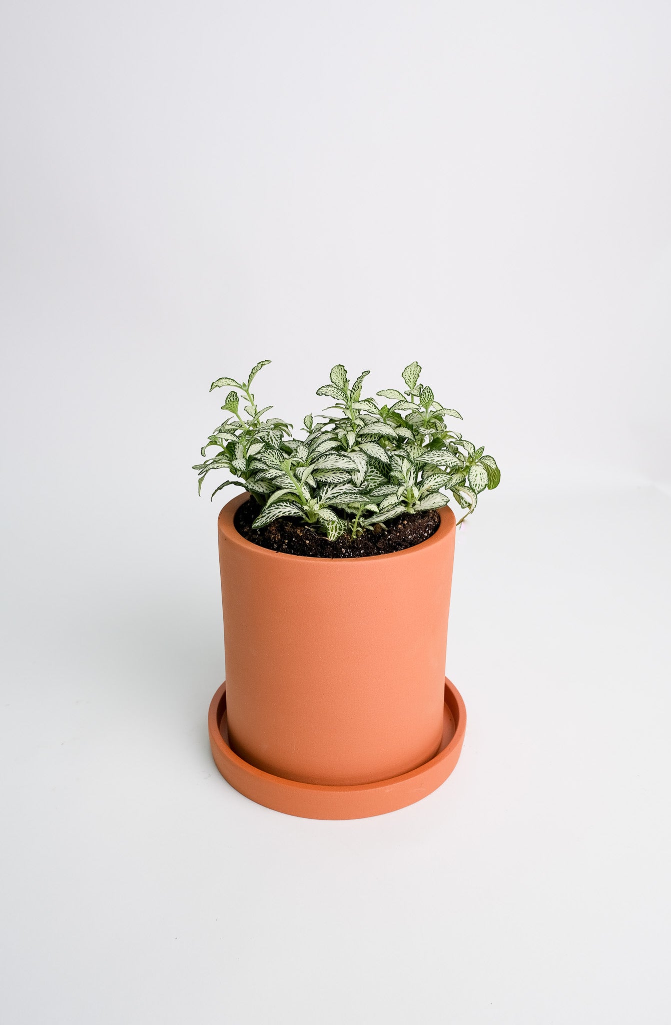 Fittonia mix - Image 19