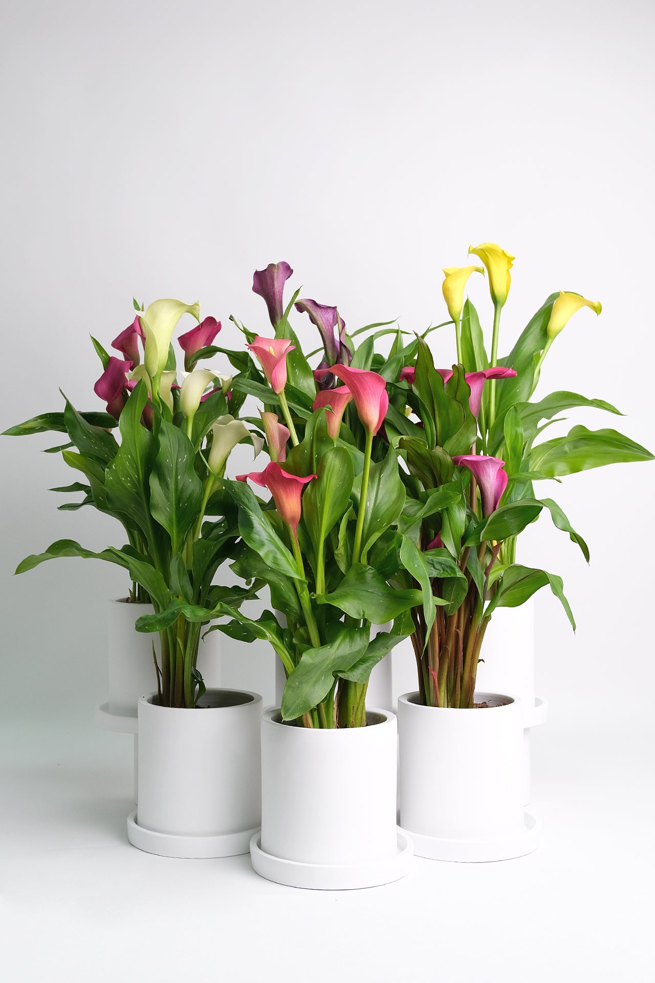 Calla mix