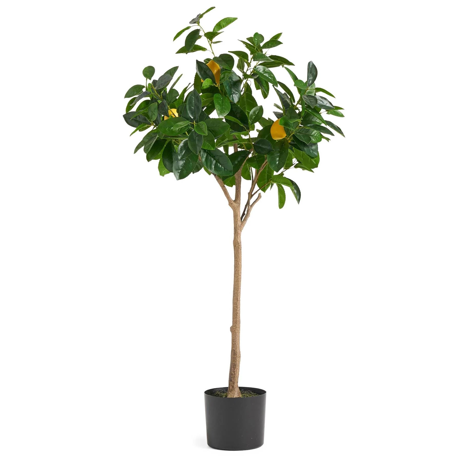 Citrus Lemon on Stem