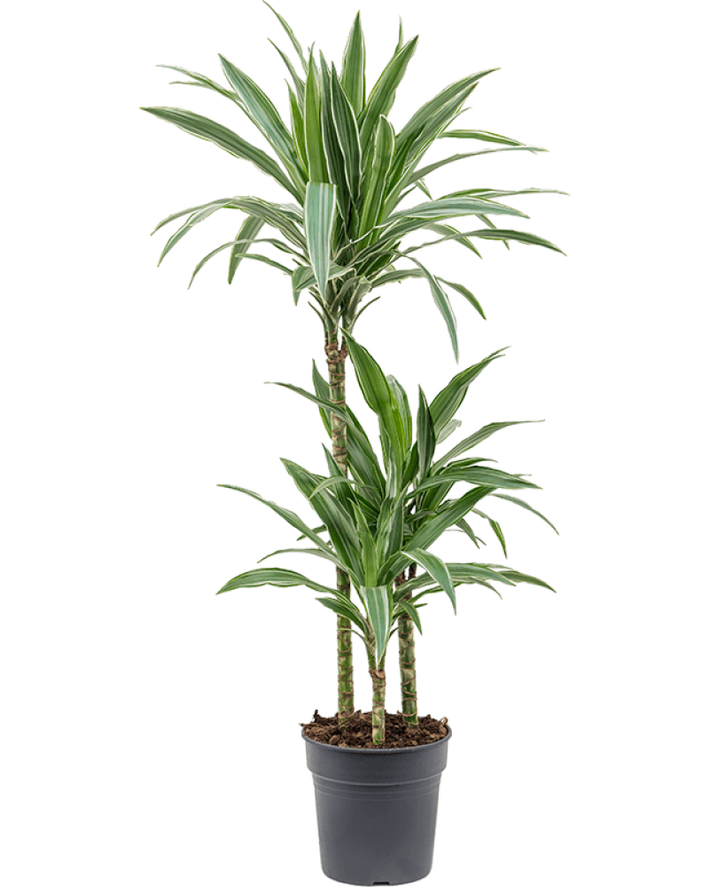 Dracaena deremensis