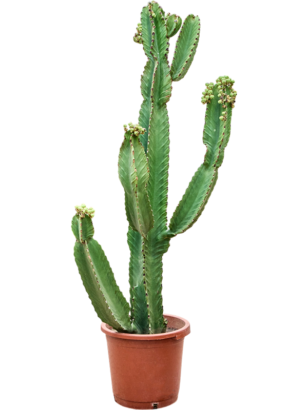 Euphorbia ingens