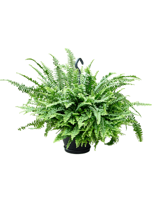 Nephrolepis exaltata Green Lady