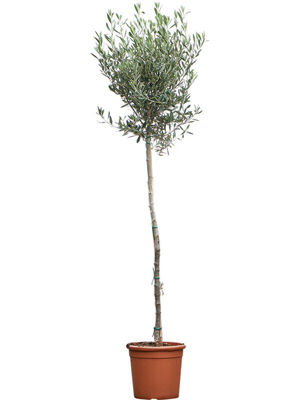 Olea Europaea on Stem