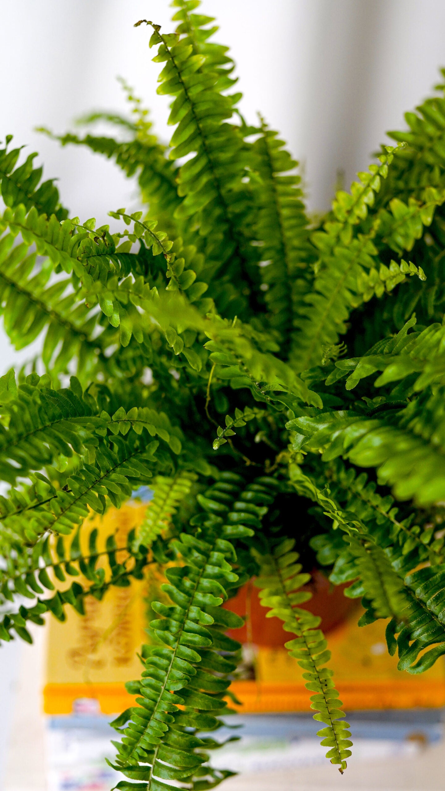 Boston Fern - Image 2