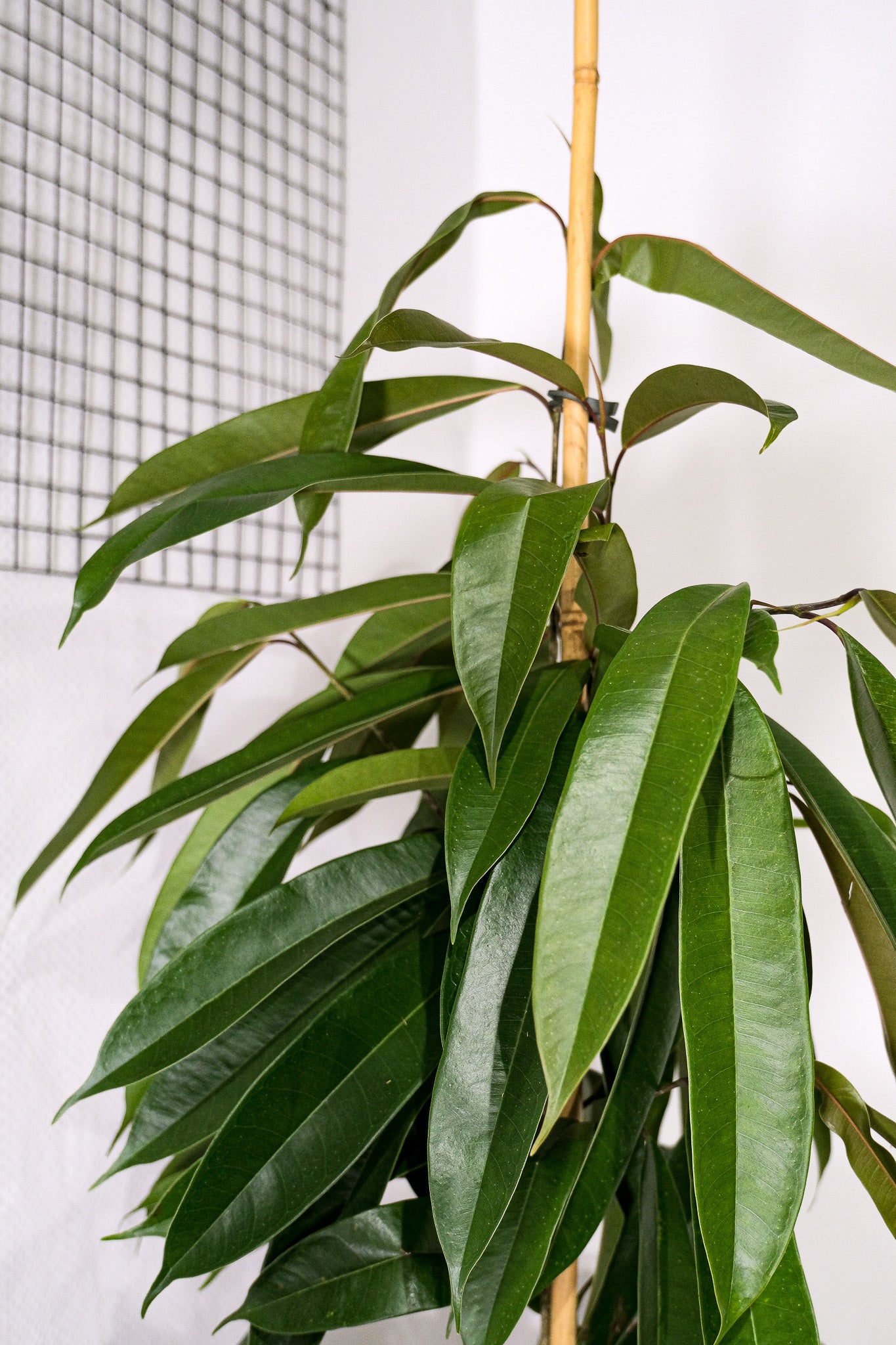 Ficus Bin Amstel King - Image 3