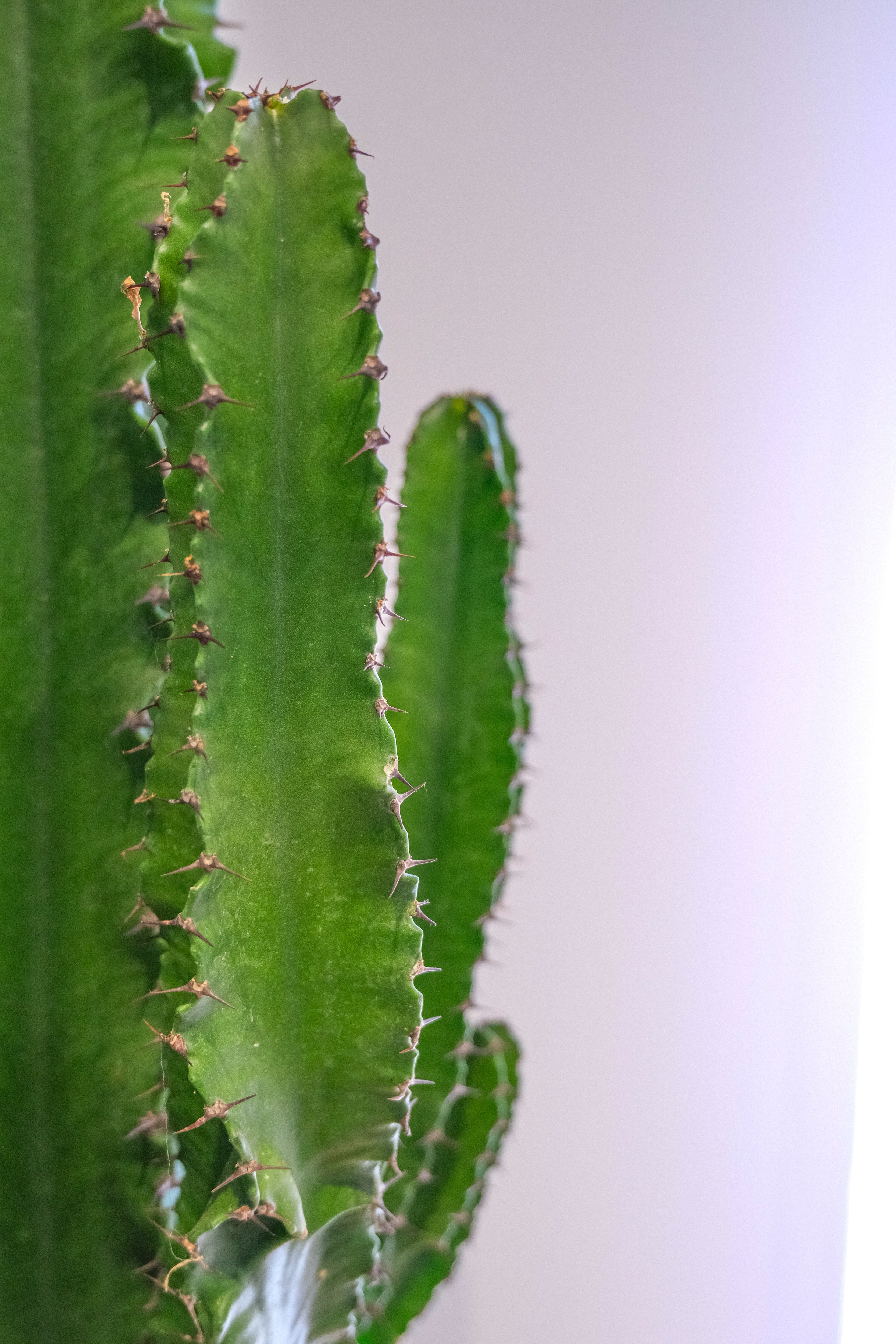 Euphorbia Eritrea - DSCF4384.jpg