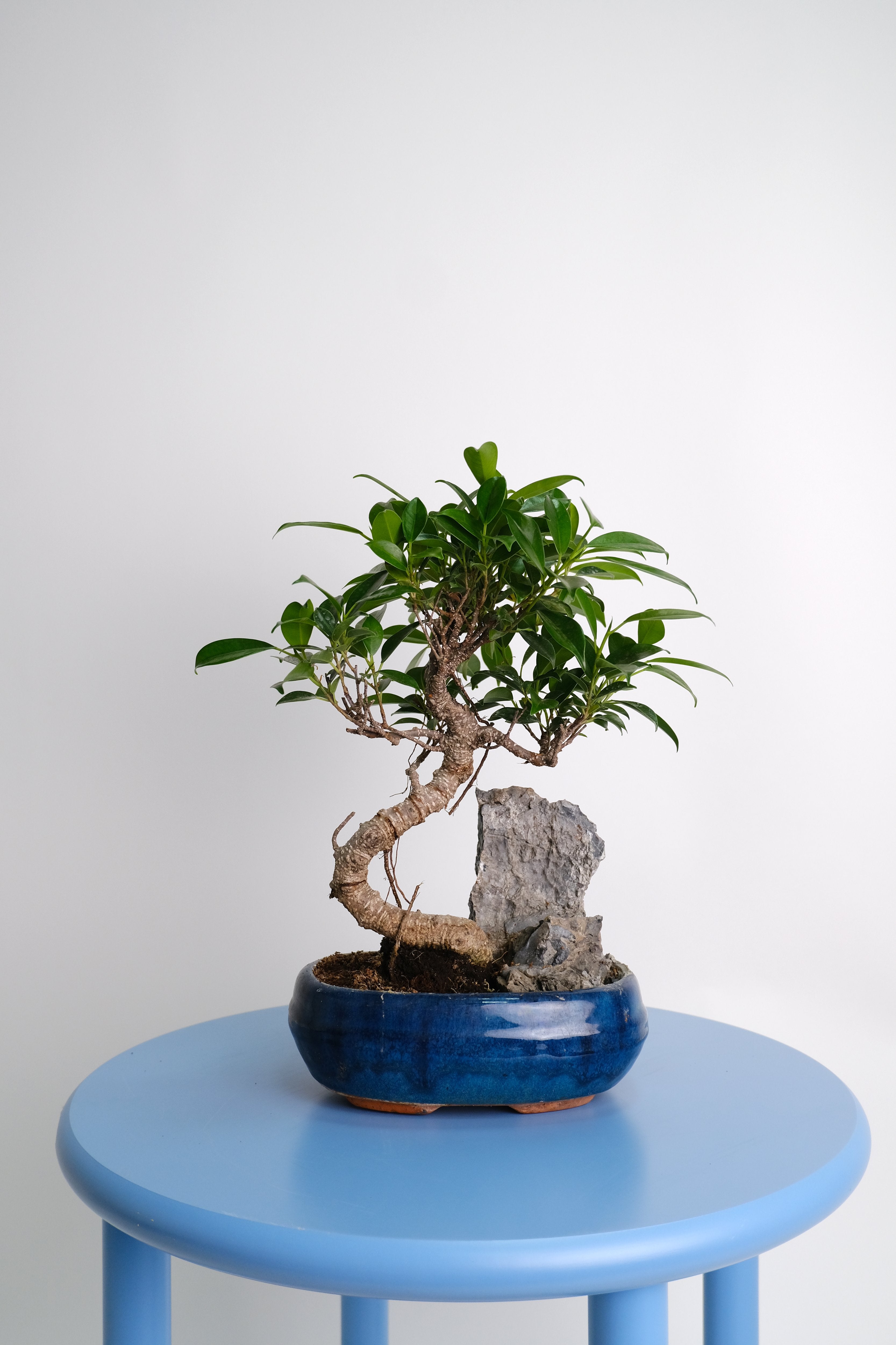 Bonsai Mix - Image 4