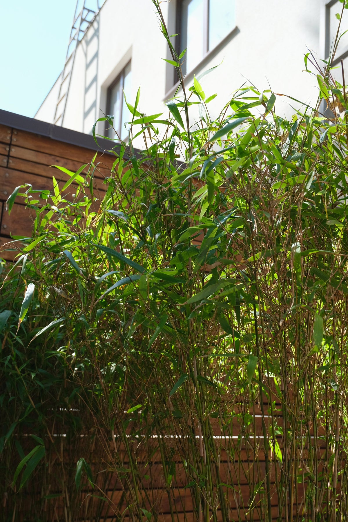 Fargesia Bamboo