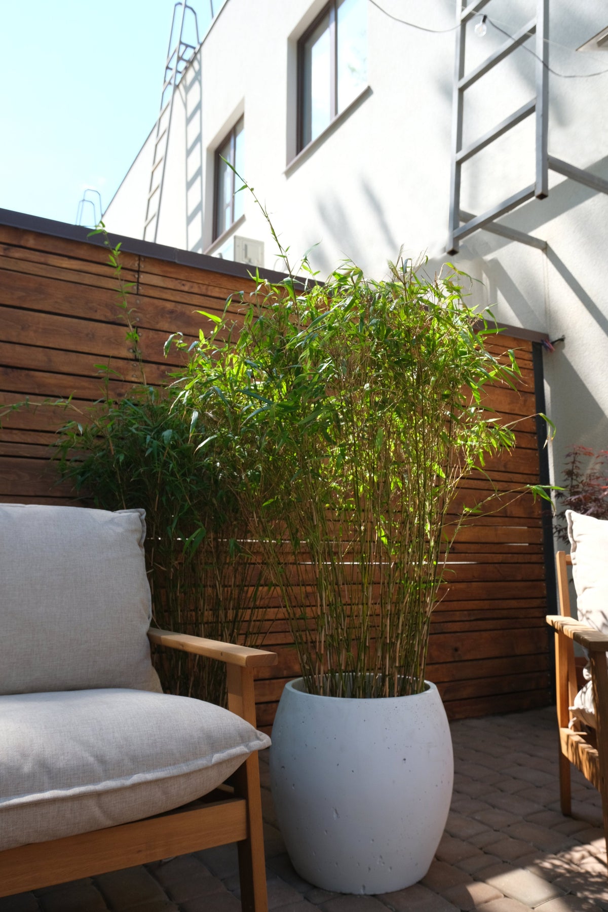 Fargesia Bamboo