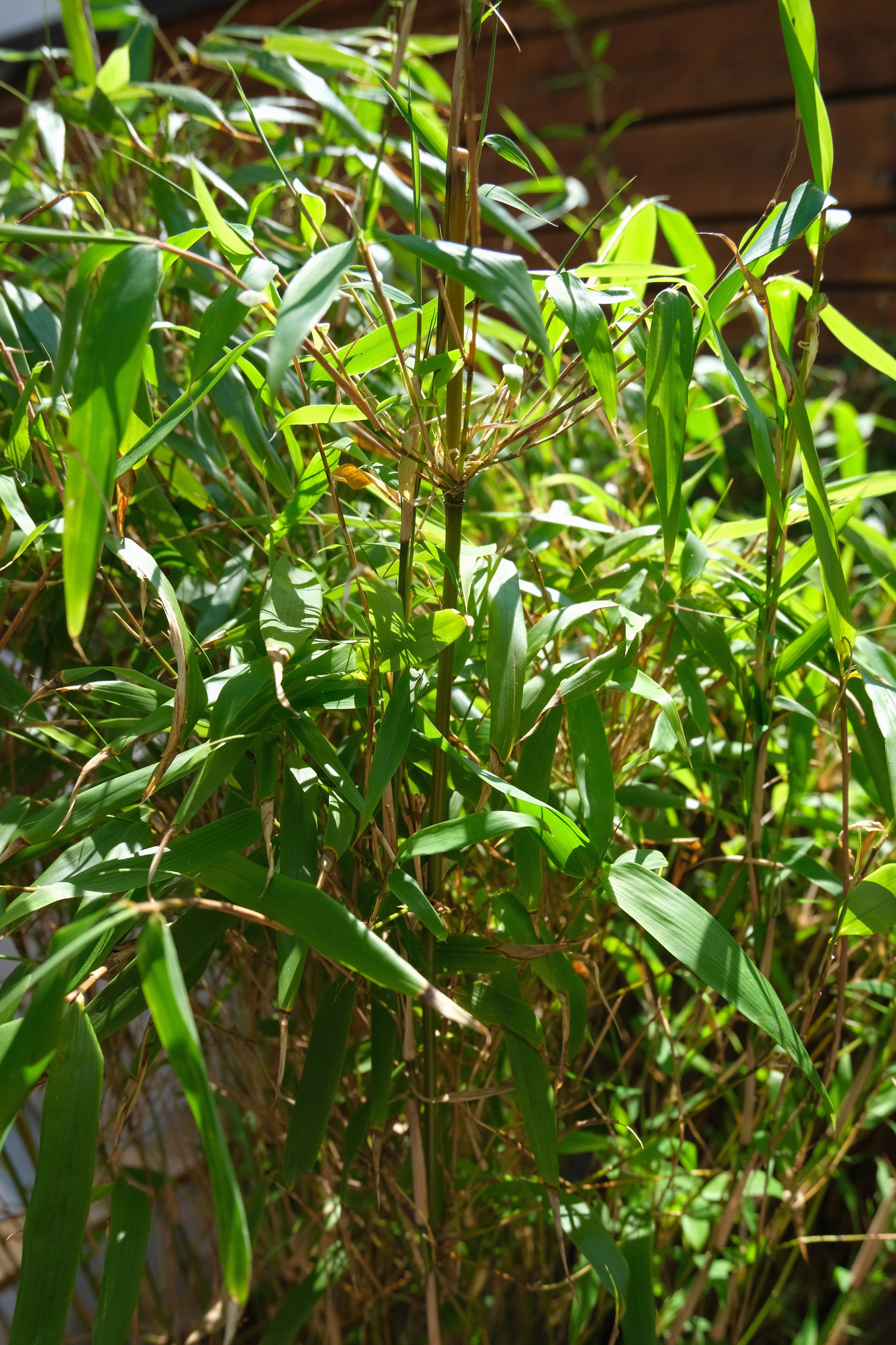 Bambu exterior - Image 3