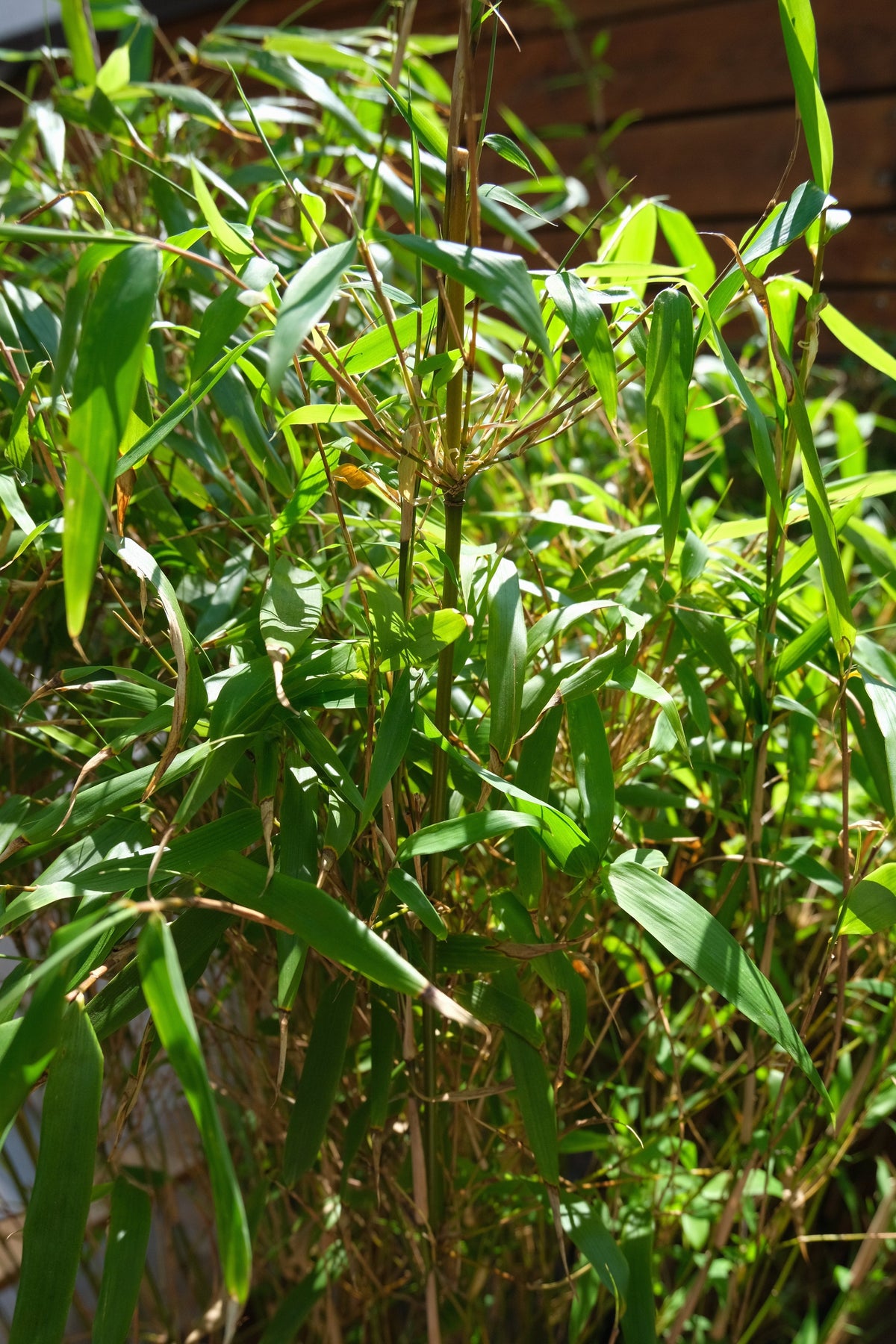 Fargesia Bamboo