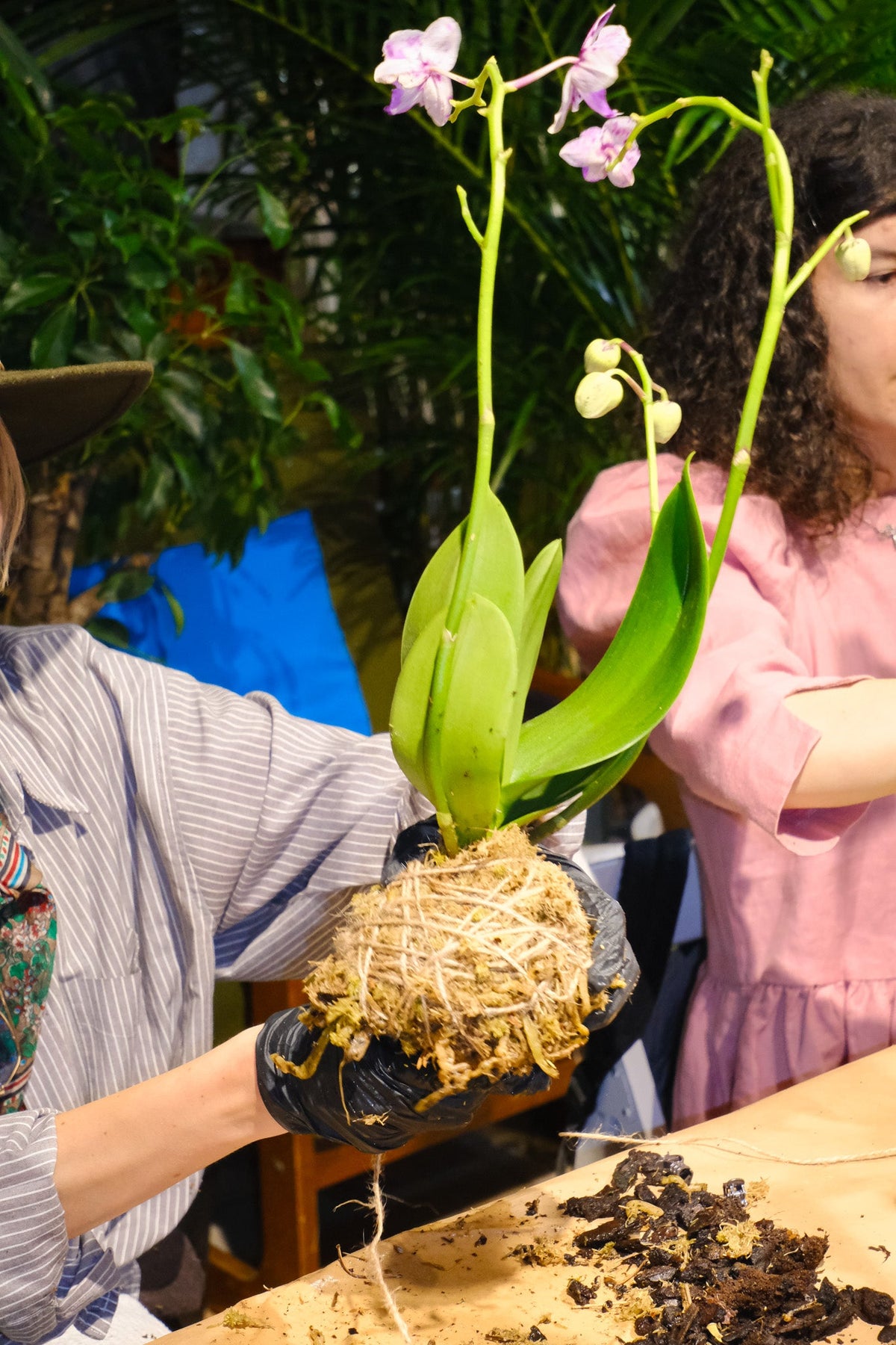 Atelier Kokedama
