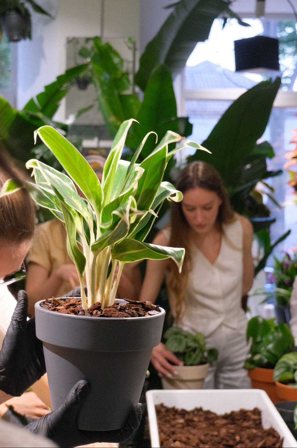Atelier Primii Pași Plantare