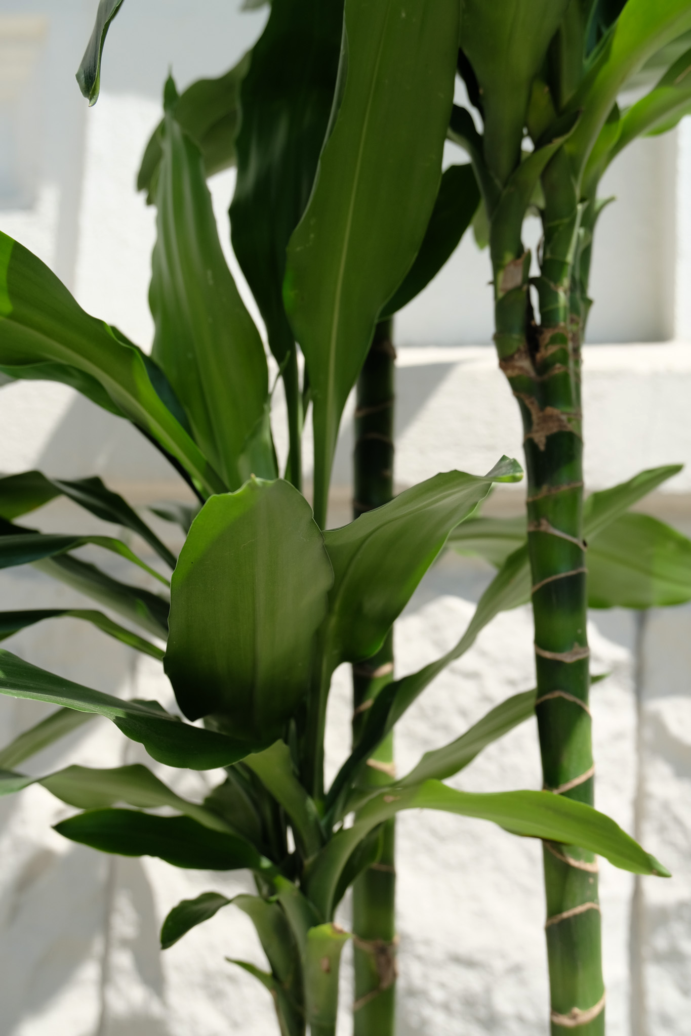 Dracaena Lind - Image 7