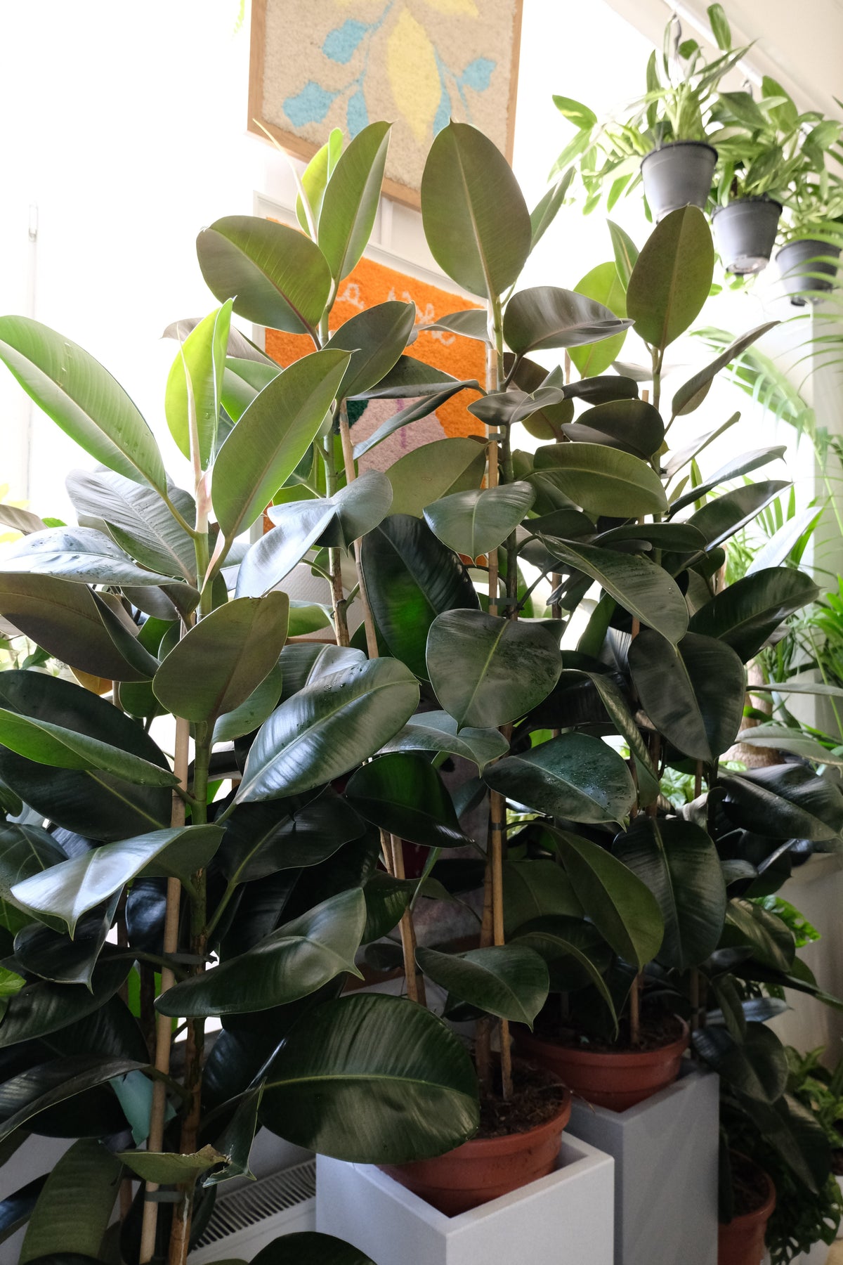 Ficus Robusta