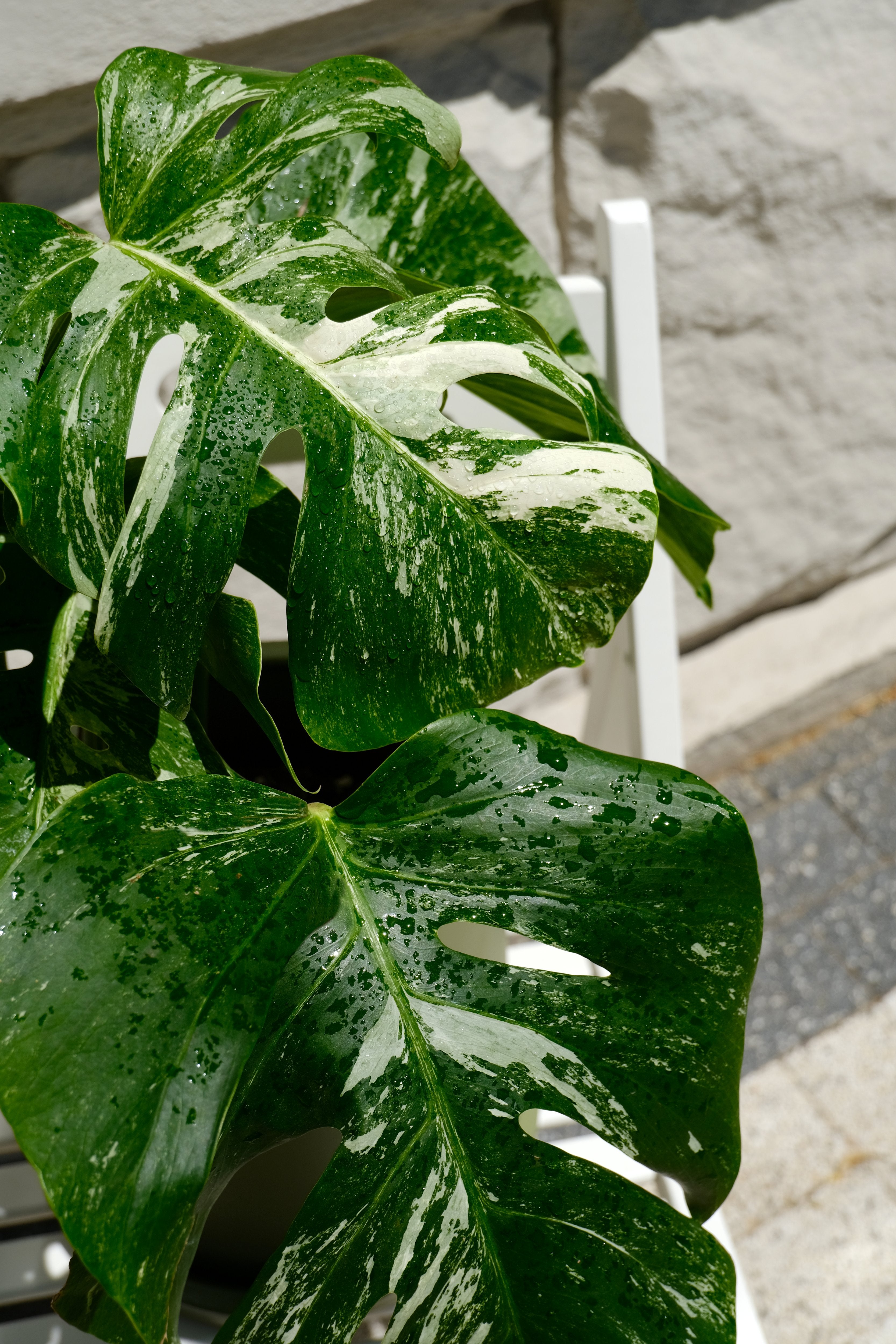 Monstera Deliciosa pestrița - Image 16