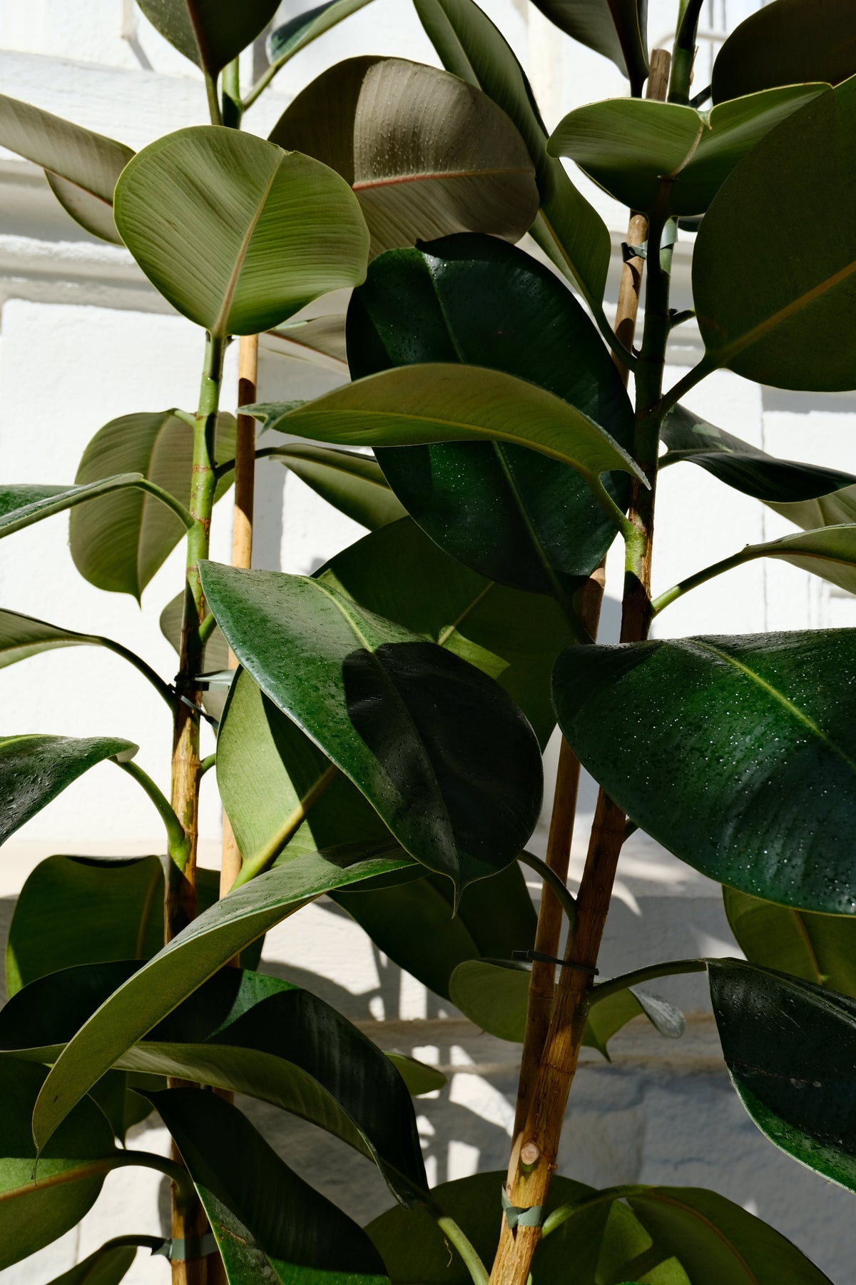 Ficus Robusta