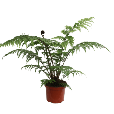 Feriga Cyathea cooperi