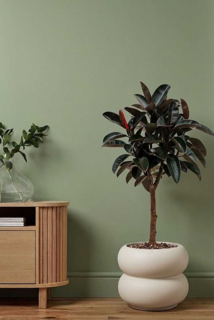 Ficus Burgundy On Stem