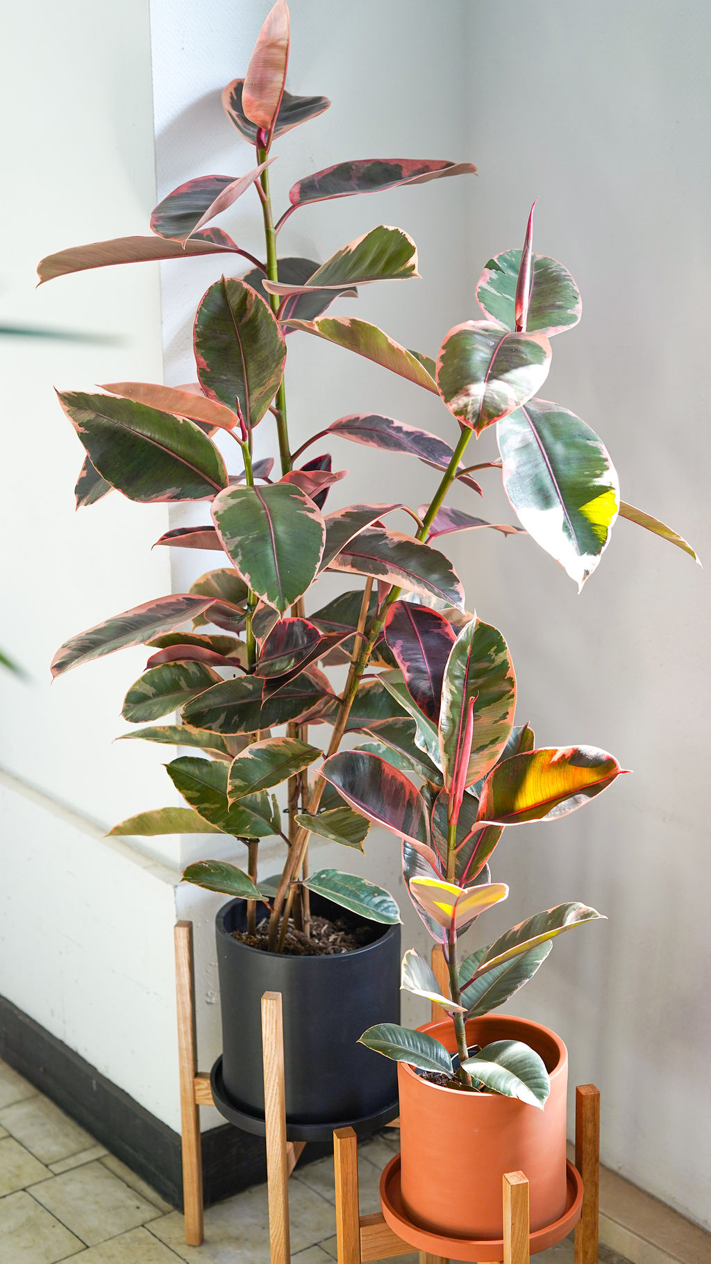 Ficus Belize - Image 1