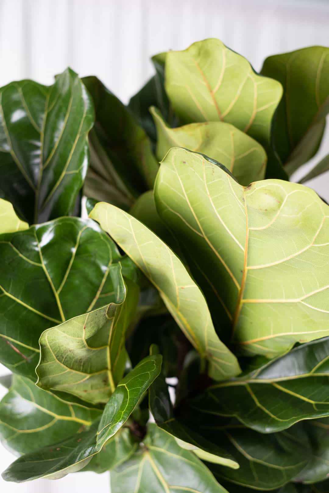 Ficus Lyrata on Stem - Image 2