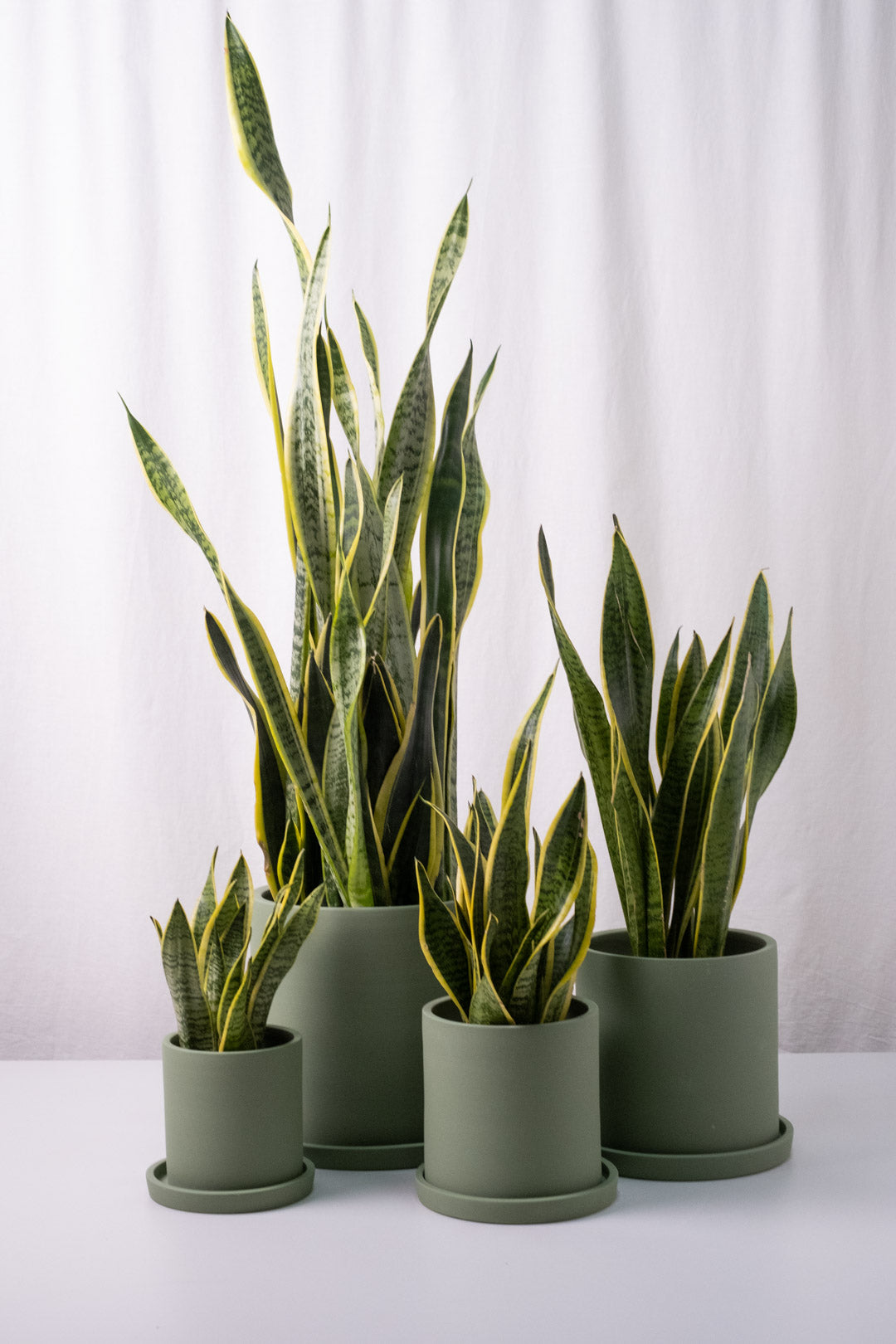 Sansevieria Laurentii - Image 8