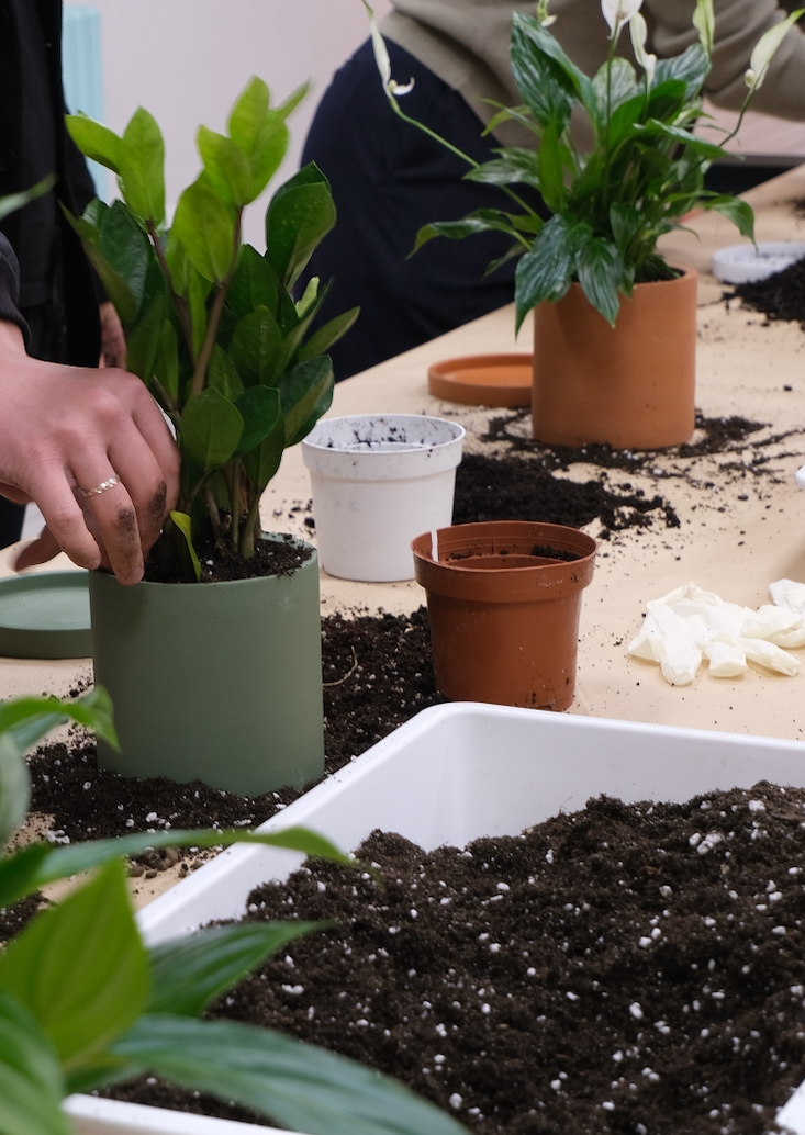 Atelier Primii Pași Plantare