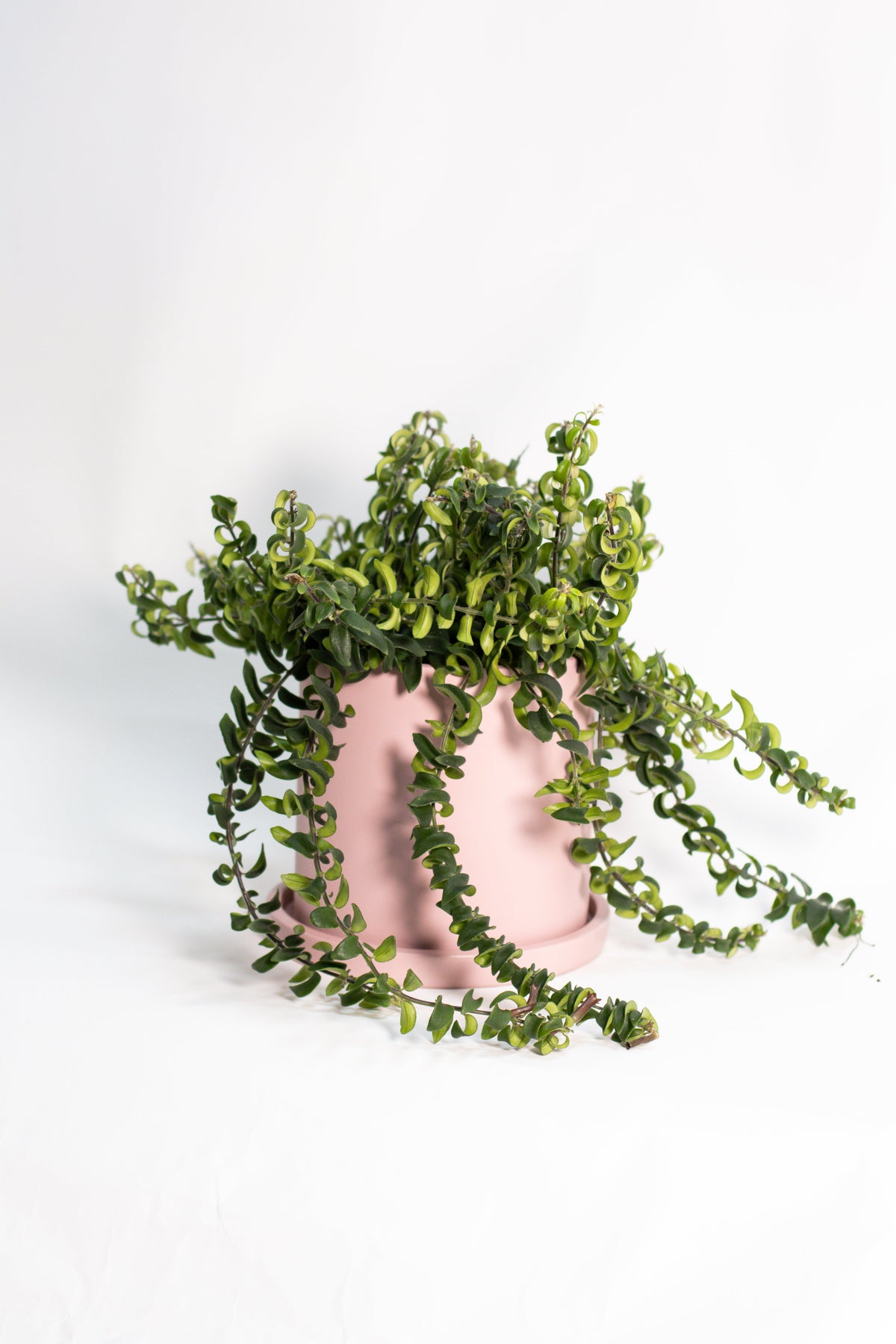 Aeschynanthus Lipstick