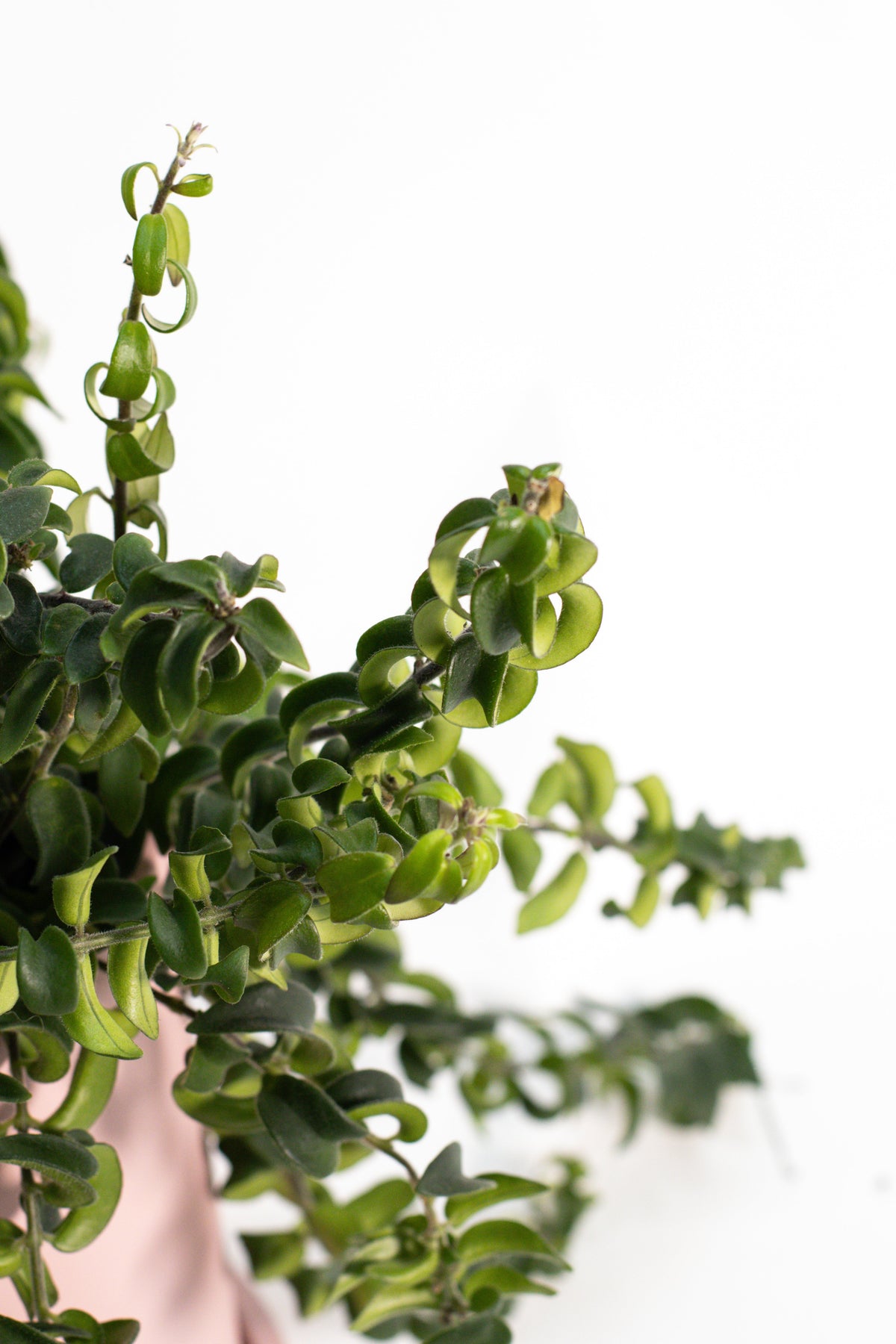 Aeschynanthus Lipstick