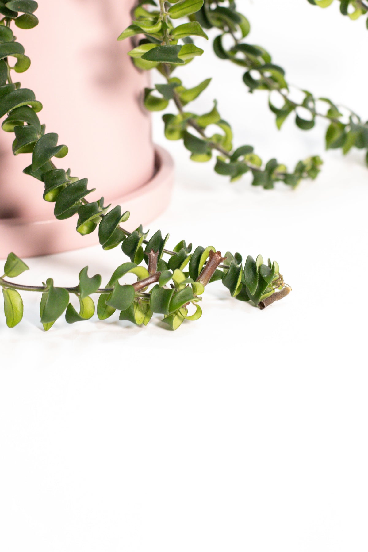 Aeschynanthus Lipstick