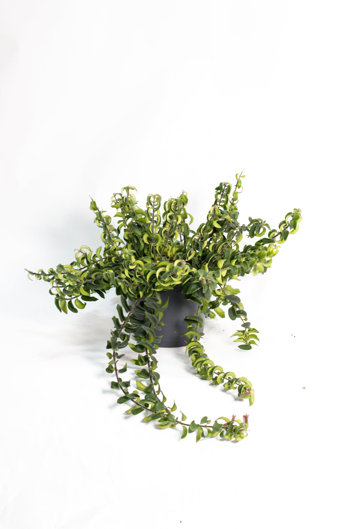 Aeschynanthus Lipstick