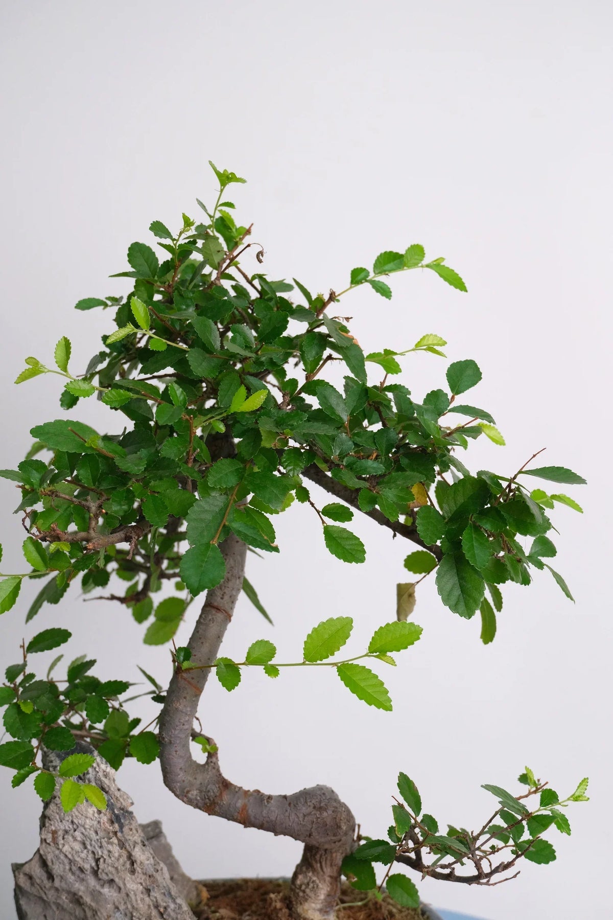 Atelier Bonsai