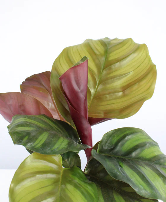 Calathea fasciata
