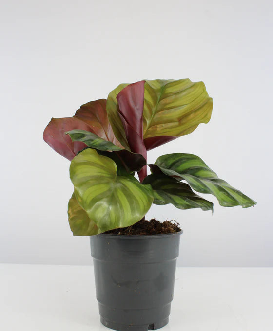 Calathea fasciata