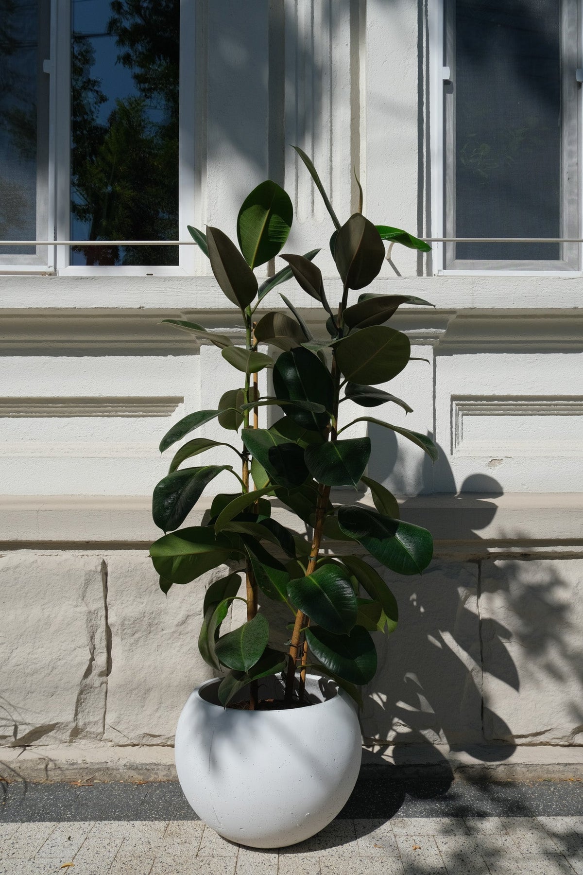 Ficus Robusta