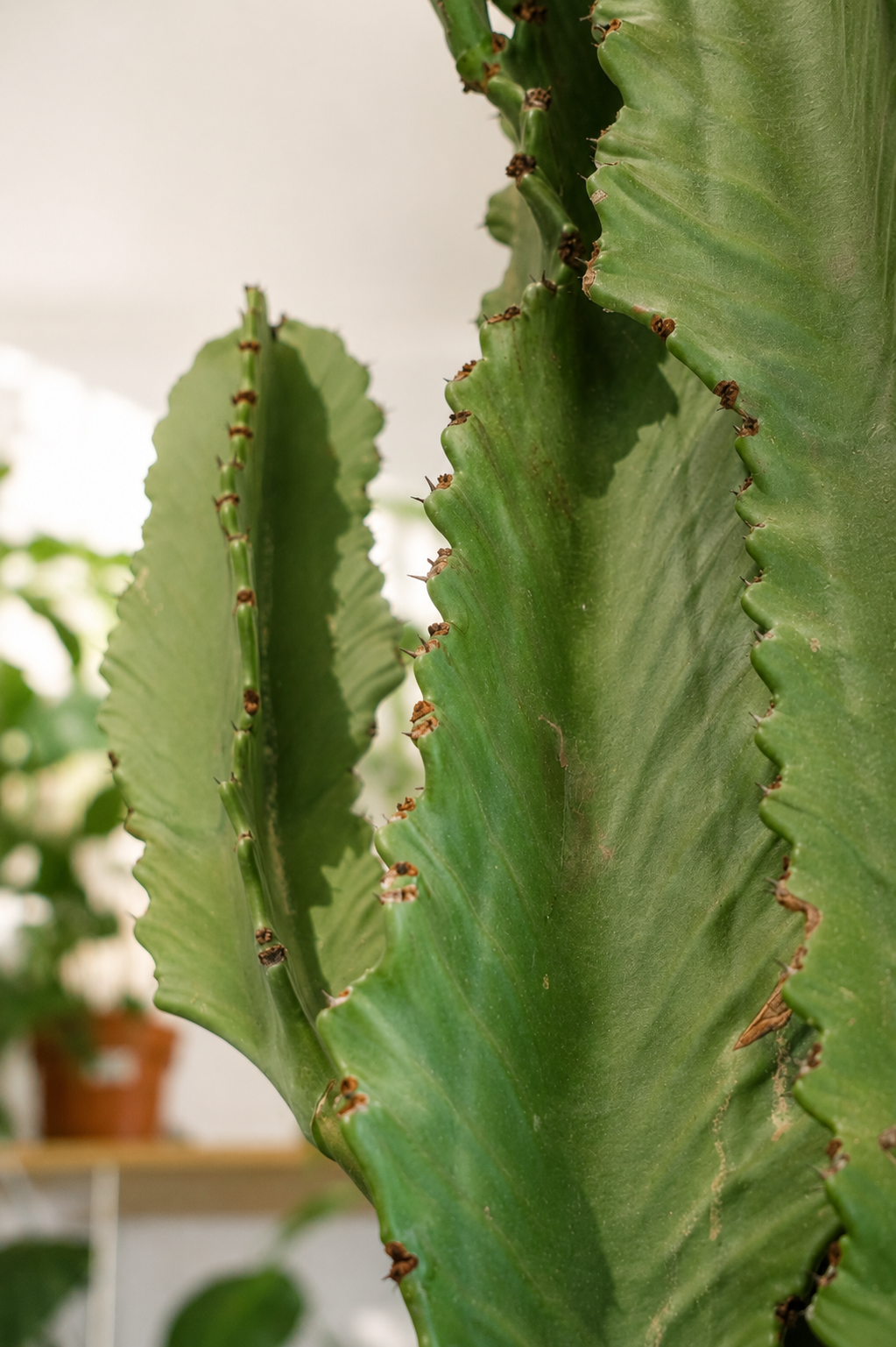 Euphorbia Eritrea branched