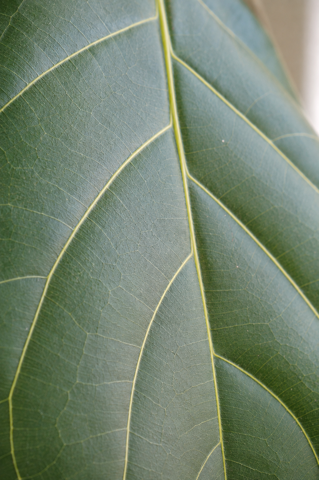 Ficus Lyrata on Stem