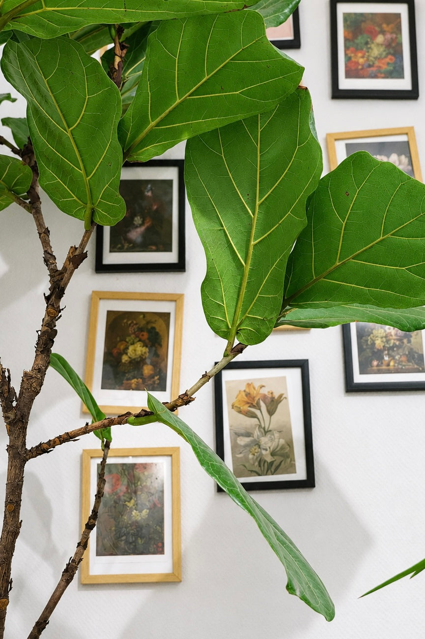 Ficus Lyrata on Stem