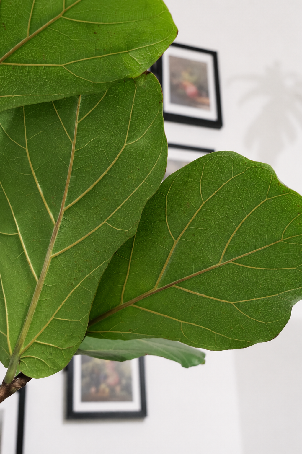 Ficus Lyrata on Stem