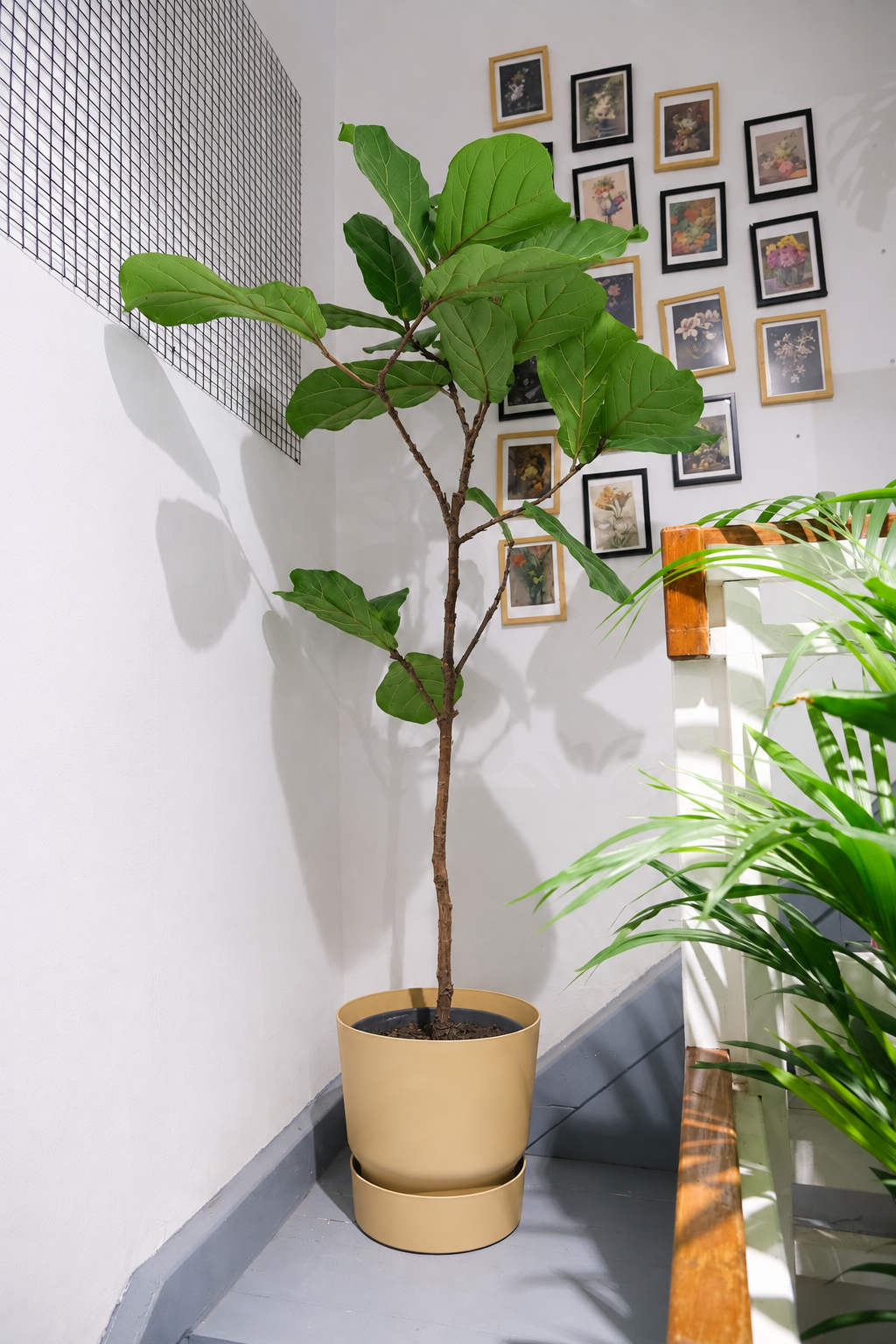 Ficus Lyrata on Stem