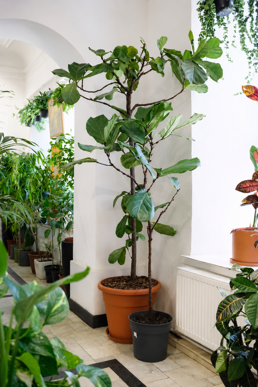 Ficus Lyrata on Stem