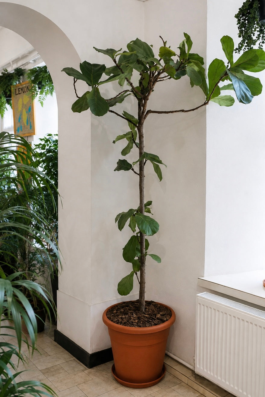 Ficus Lyrata on Stem