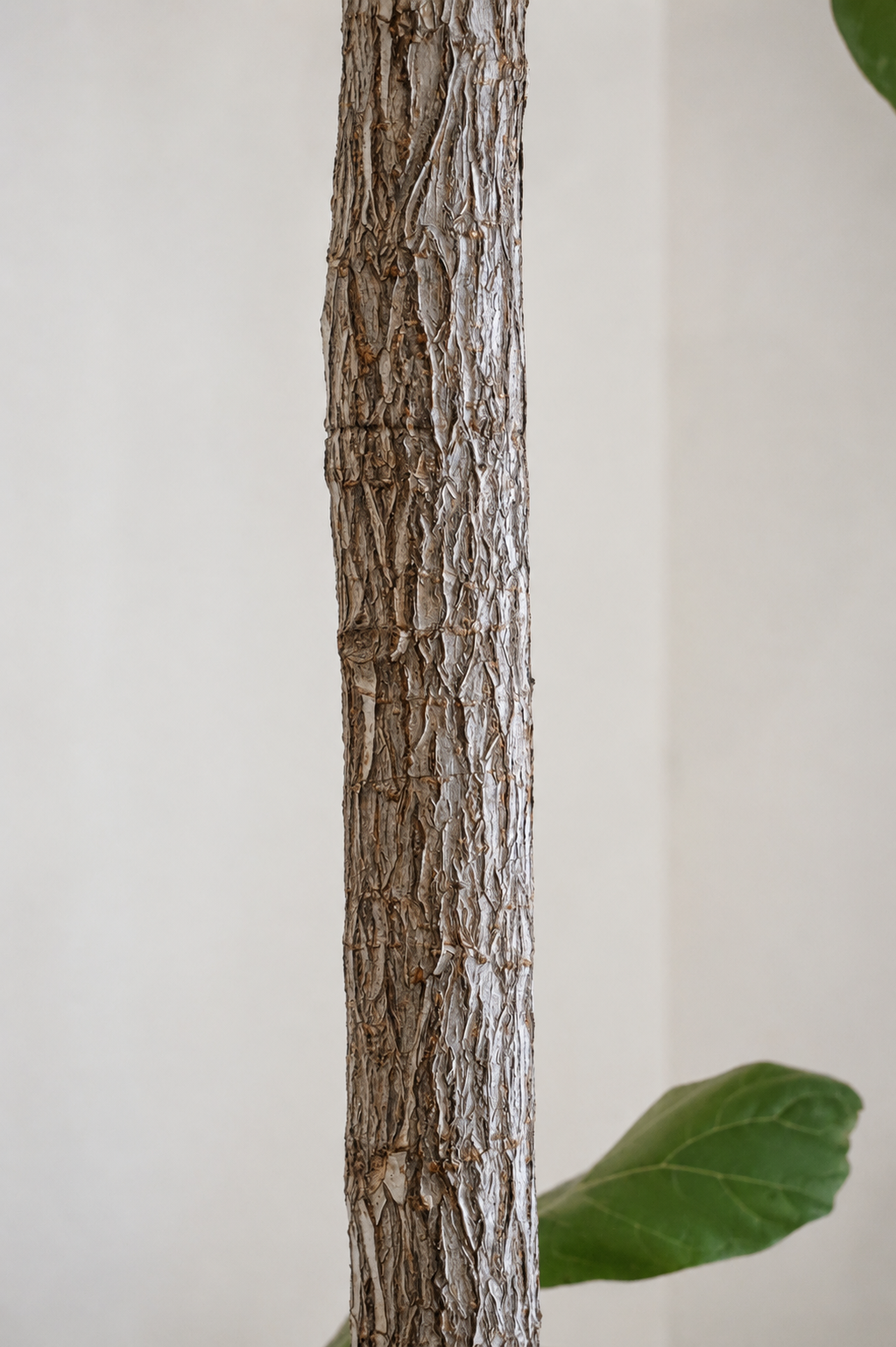 Ficus Lyrata on Stem