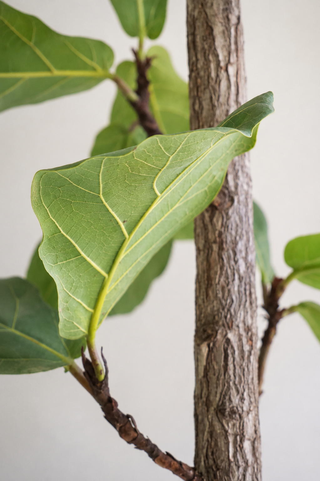 Ficus Lyrata on Stem