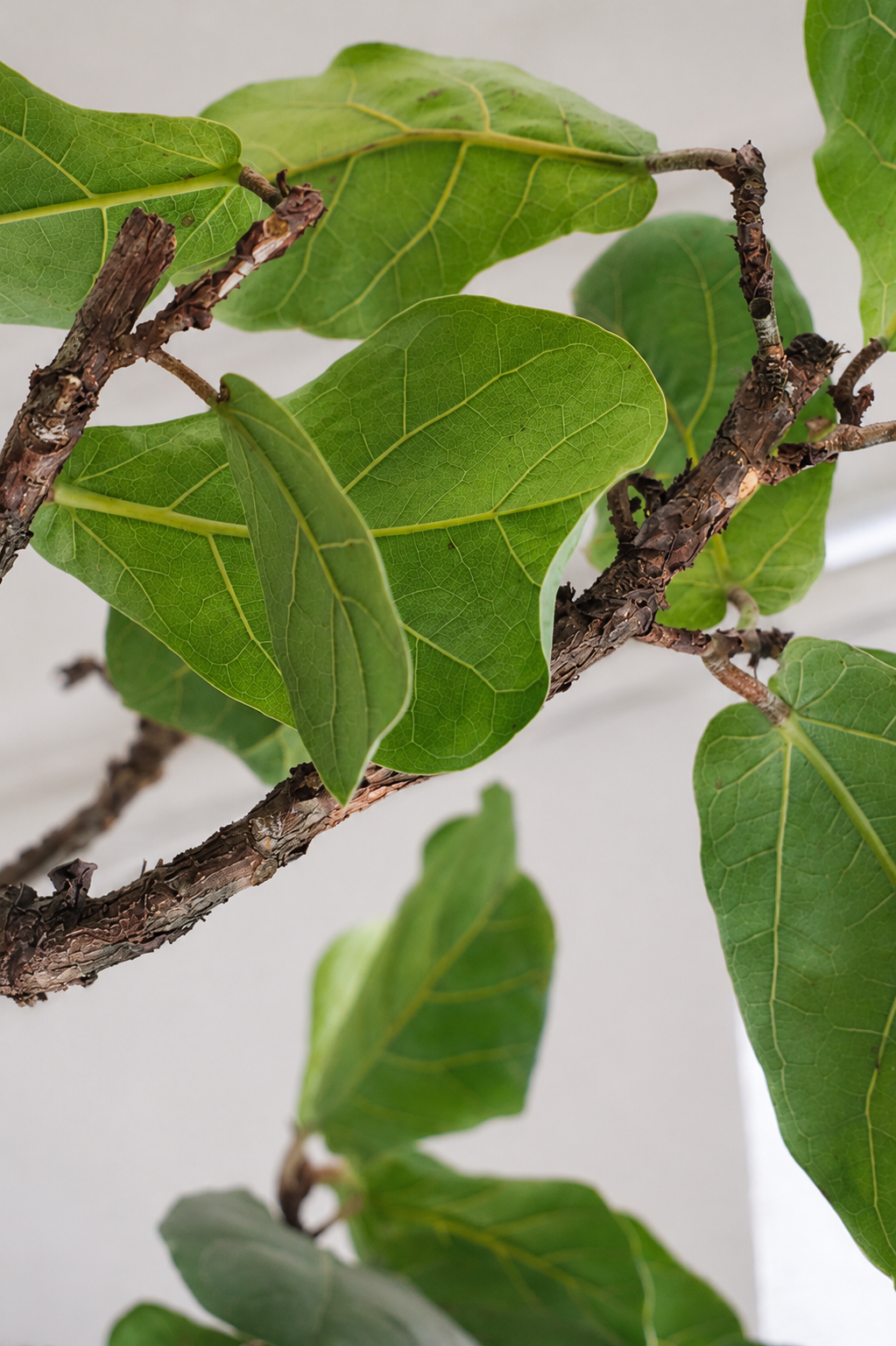 Ficus Lyrata on Stem