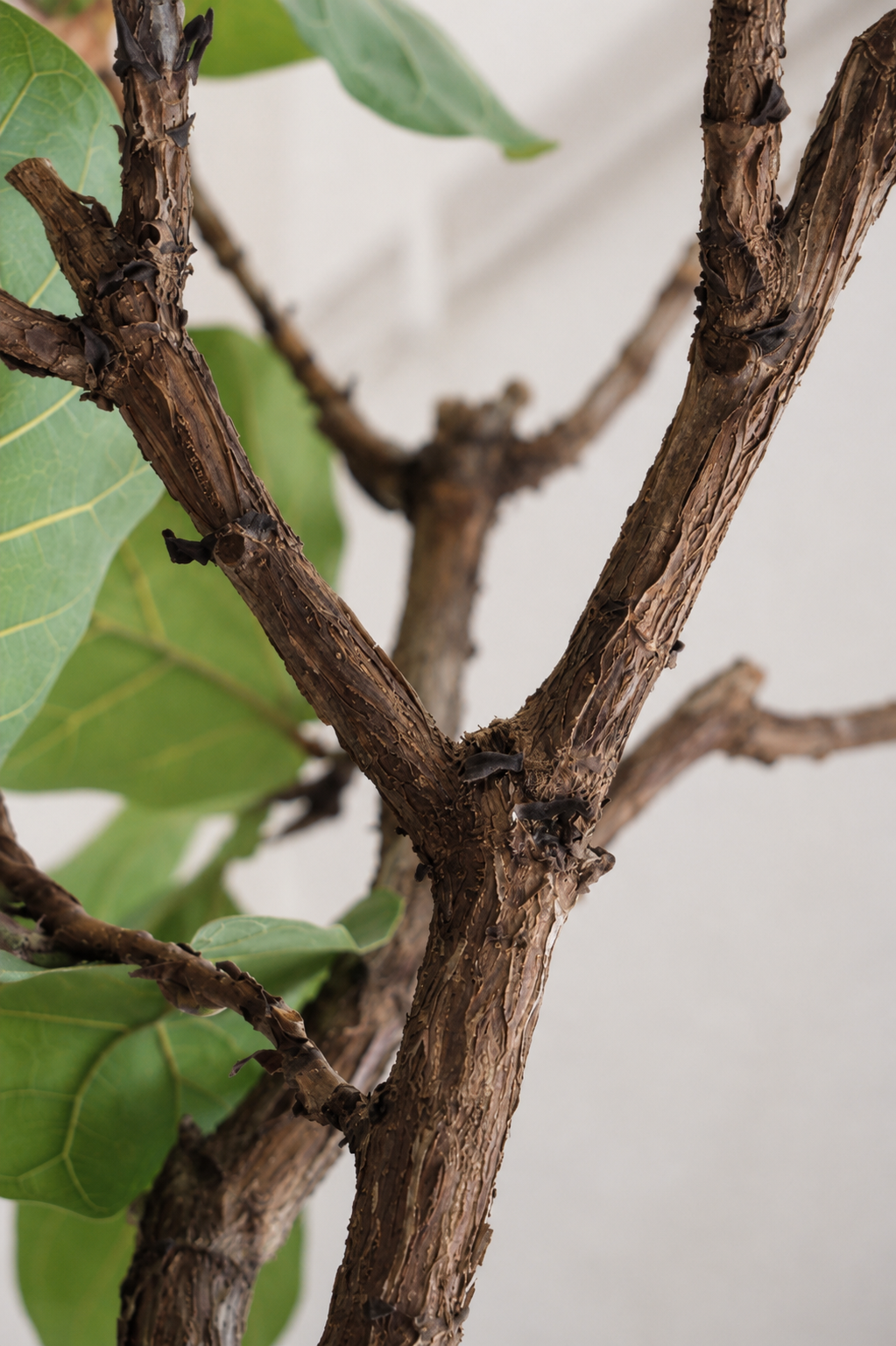 Ficus Lyrata on Stem